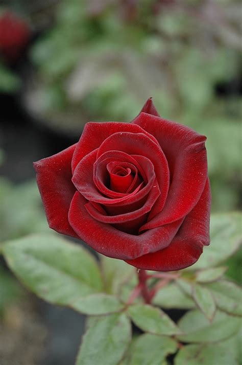 How to grow and care for Black Magic roses in Los Angeles